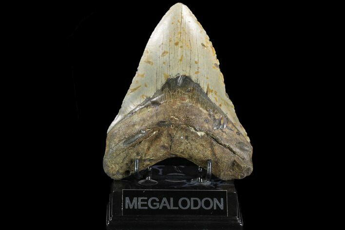 Huge, Fossil Megalodon Tooth - North Carolina #124435